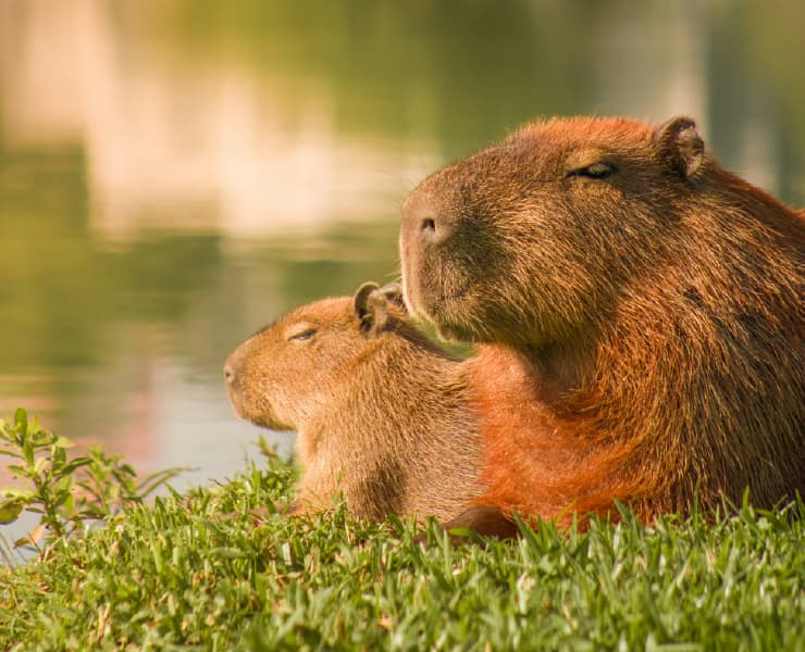 Paisaje Villavicencio 3