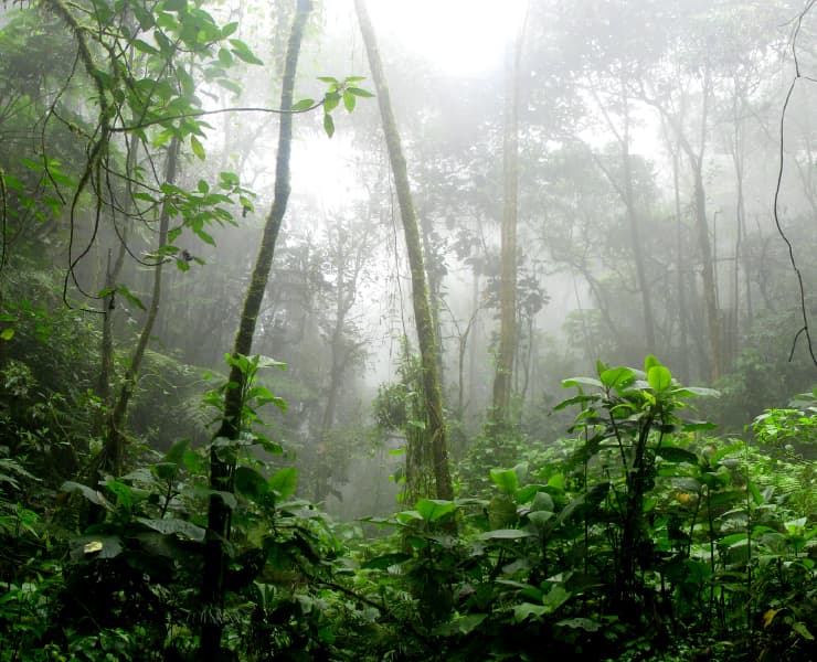 Paisaje La Chorrera 2