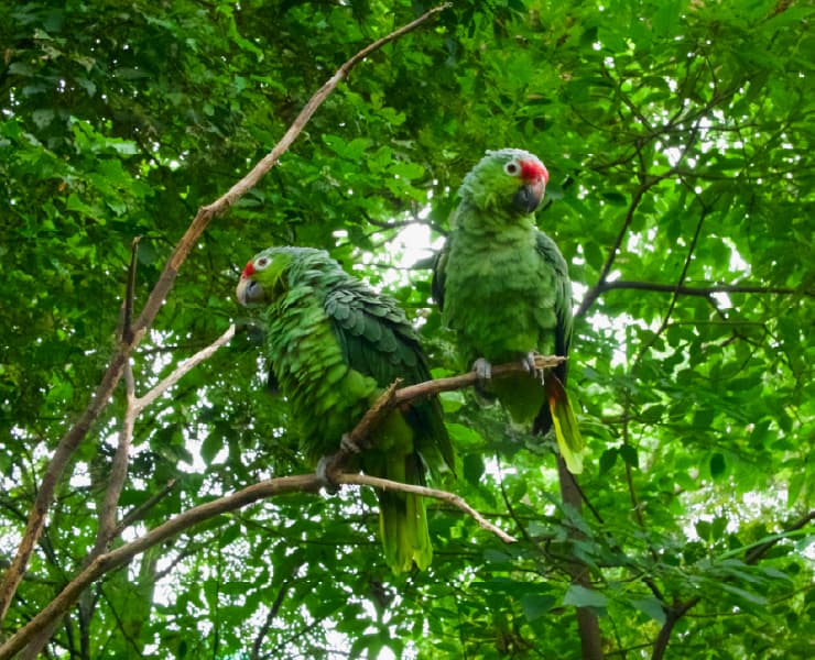 Paisaje La Chorrera 3