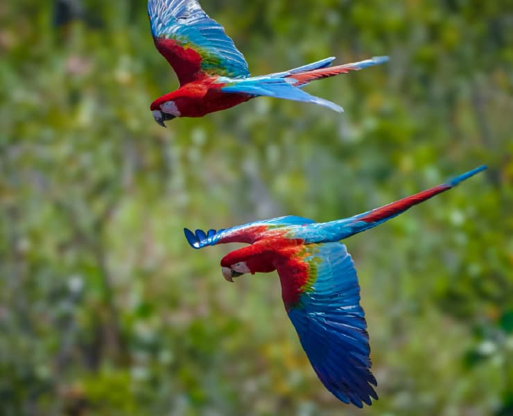 Planes en La Pedrera